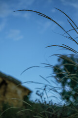 the grass and the sky