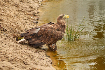 A sea eagle is drinking in the water. Water droplets leak from the beak. Detailed, yellow beak brown feathers, animal themes