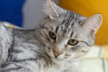 A smooth-haired gray cat is lying on the sofa.