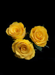 Close-up of three beautiful yellow roses isolated on black background. Pretty bright roses.