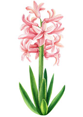 Spring hyacinth flower on isolated white background, watercolor illustration, botanical painting