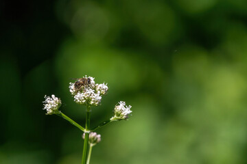 Honey bee collecting pollen from white flowers. Soft green background. Summer, wild flowers, calm, soothing