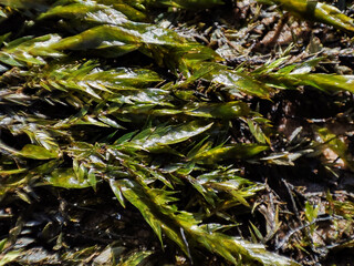 green moss close-up