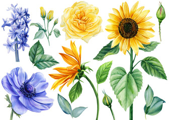 Yellow and blue flowers. Rose, sunflowers, anemone and hyacinth. Watercolor illustration