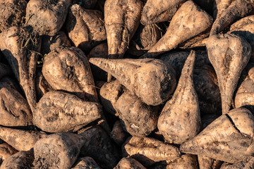 Pile of harvested sugar beet root crops in field