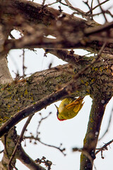 Green woodpecker (Picus viridis) on a Willow tree