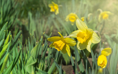 Obraz premium Beautiful colorful narcissus or Daffodil close up evening light. Narcissus is a genus of predominantly spring perennial plants of the amaryllis family, Amaryllidaceae.