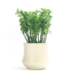 多肉植物、ユーフォルビア・ティティマロイデス・ナナの鉢植え【白背景】