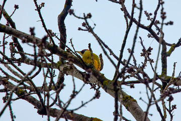 Green woodpecker (Picus viridis) on a Willow tree