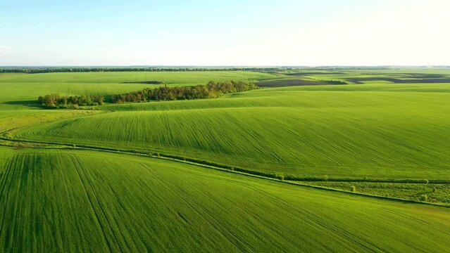 Tranquil scene of green wavy fields on a sunny day from a bird's eye view. Filmed in UHD 4k, drone video.