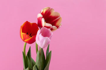 Blooming tulip flowers close up