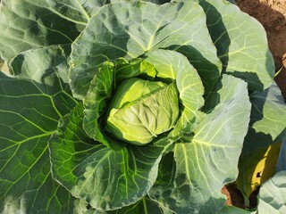 Cabbage vegetable. It is a leafy green, red, or white  biennial plant grown as an annual vegetable crop for its dense leaved heads. It is a most popular leafy vegetable. Cabbage plant in in the field.