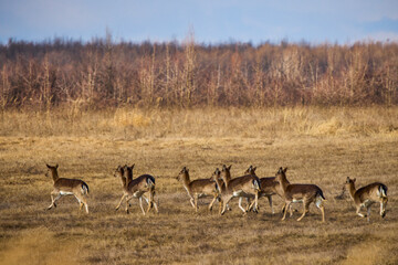 group of deer on a field of dry grass