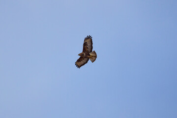 a beautiful specimen of hawk flying in the blue sky