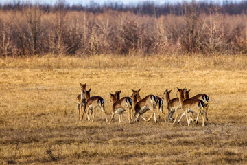 Naklejka na ściany i meble group of deer on a field of dry grass