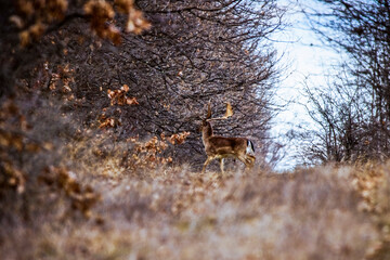 (Dama dama), in a forest, is a herbivorous mammal of the family Cervidae.