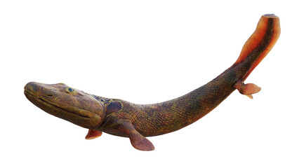 Tiktaalik, prehistoric transitional species between fish and legged animals isolated on white background