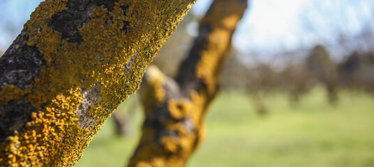 Lichen yellow harmless pest on tree trunk background. Close up, blur background, space, banner.