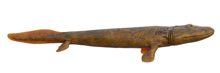Tiktaalik, transitional species between fish and legged animals isolated on white background, side view © dottedyeti