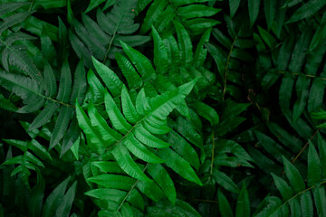 Naklejka na ściany i meble Full Frame of Fern Leaves Pattern Background, Nature Lush Foliage Leaf Texture , tropical leaf