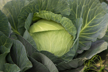 Obraz premium Organic farming of fresh green cabbage plantation. vegetarian cabbage on the field ready to harvest and salad. Natural Agriculture Background view.