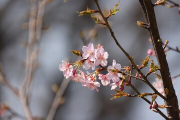 ちょっと早起きの桜の写真