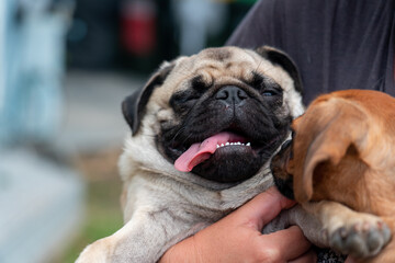 pug dog with its tongue out, keeping cool

