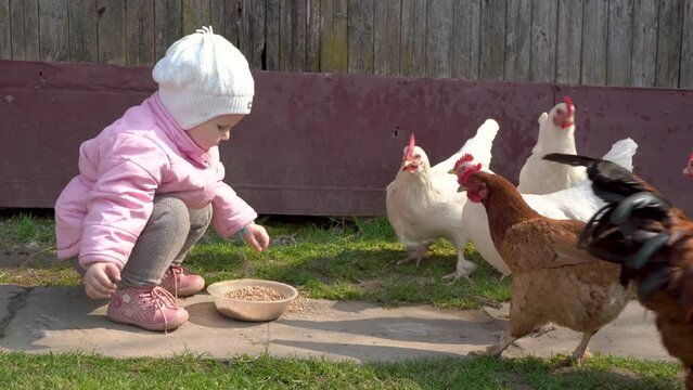 child feeds chickens with wheat,from the hands of a little girl feeding chickens in the village