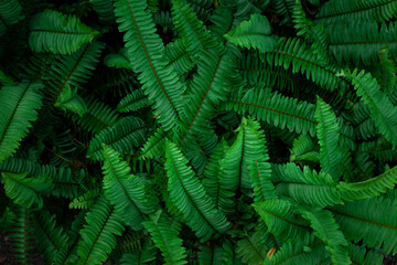 Fototapeta na wymiar Full Frame of Fern Leaves Pattern Background, Nature Lush Foliage Leaf Texture , tropical leaf