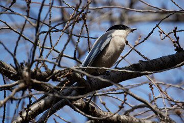 枝の中で遊んでいるオナガの写真