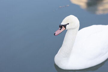 Obraz premium Swan close-up. Soft focus.
