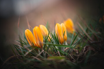 Yellow crocus in the meadow in spring bokeh background