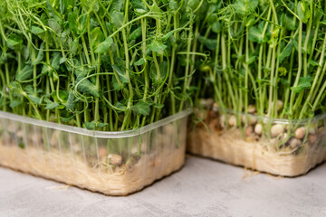 Fresh micro greens peas sprouts. Green sprigs of sprouted grains. Eating right, stay young and modern restaurant cuisine. Young vegetable pea sprouts, micro greens. Organic, vegan healthy food concept