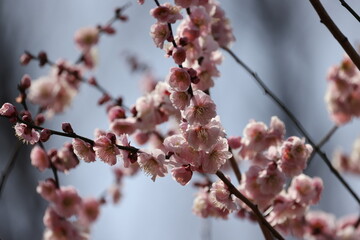 綺麗に咲いてる梅の写真