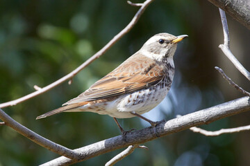Fototapeta premium 遊んでいるシロハラの写真