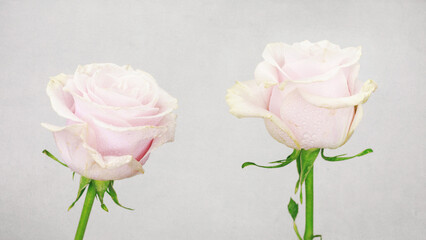 Pink fresh roses, white background
