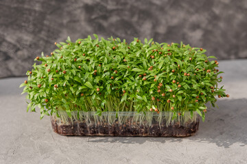 Growing micro greens coriander sprouts. Growing superfood. Business startup. Fresh cilantro seedlings in plastic container. Vitamin dietary microgreen. Seed germination at home. Young microgreens.