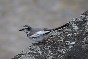 遊んでいるハクセキレイの写真