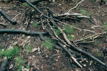 Lots of charred and burnt trees and branches. Consequences of a fire in the forest. Ecological disaster. Coal after fire in nature.