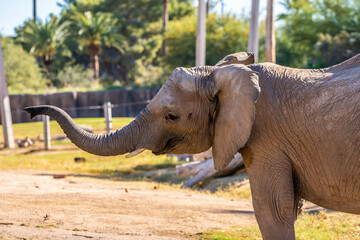 Obraz premium A large African Elephant in Tucson, Arizona