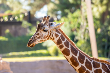 A long slender giraffe in Tucson, Arizona