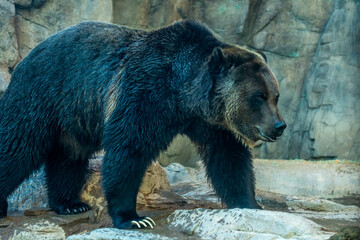 Fototapeta na wymiar A large Grizzly Bear in Tucson, Arizona