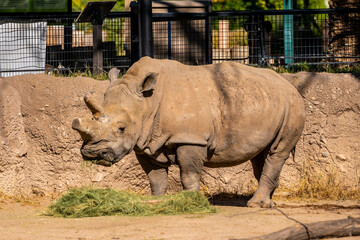 Obraz premium A Southern White Rhinoceros in Tucson, Arizona