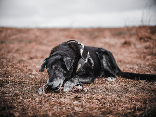 Black dog eating a bone in the meadow