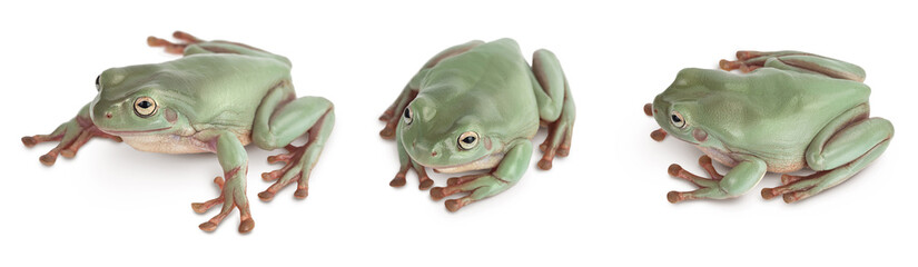 The Australian green tree frog isolated on white background with full depth of field, Set or collection