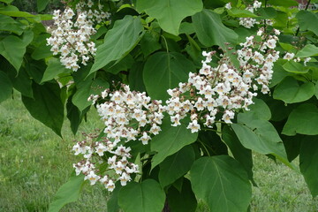 Couple of panicles of white flowers of catalpa tree in June