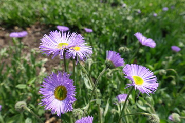 Close view of violet flowers of Erigeron speciosus in May