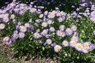 Daisy like violet flowers and buds of Erigeron speciosus in June