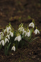 spring snowdrop flowers