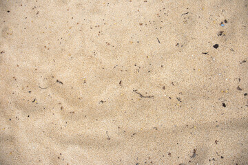 Fragments of twigs and leaves on the sand.